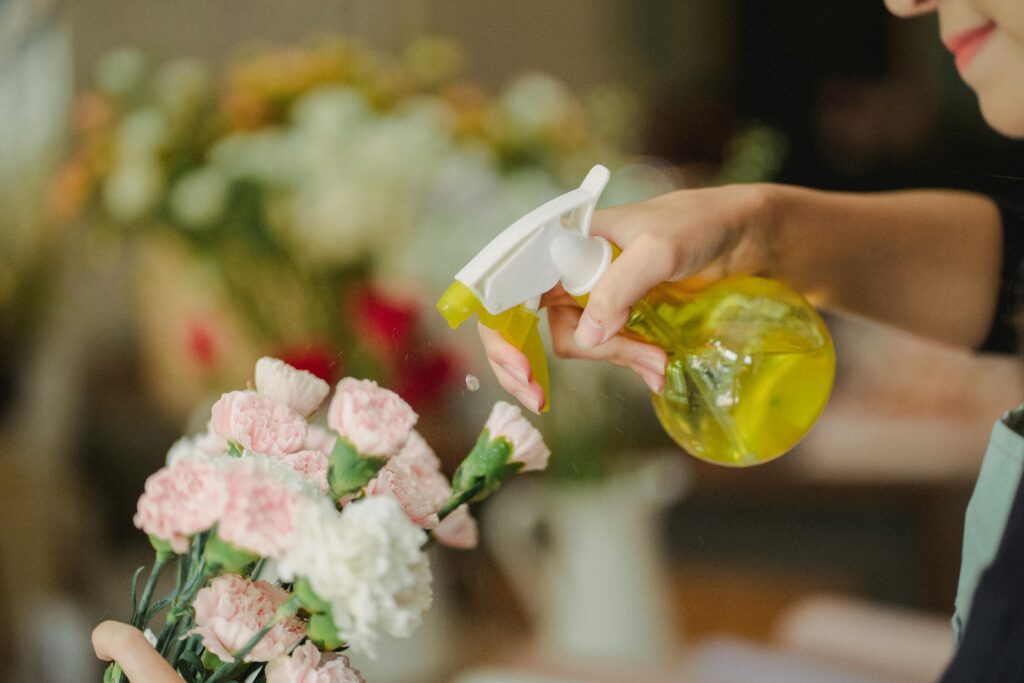 Close-up of a florist watering pink and white carnations in a flower shop.